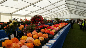 ayr flower show begonias
